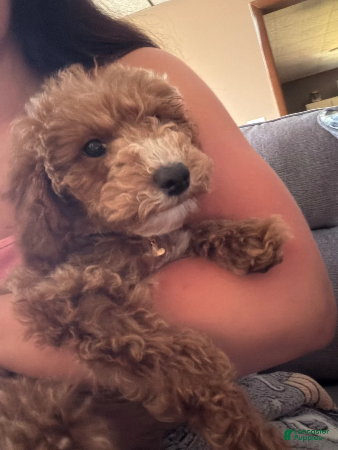 Mixed Breed dogs for sale: Mini Goldendoodle - Ad 5