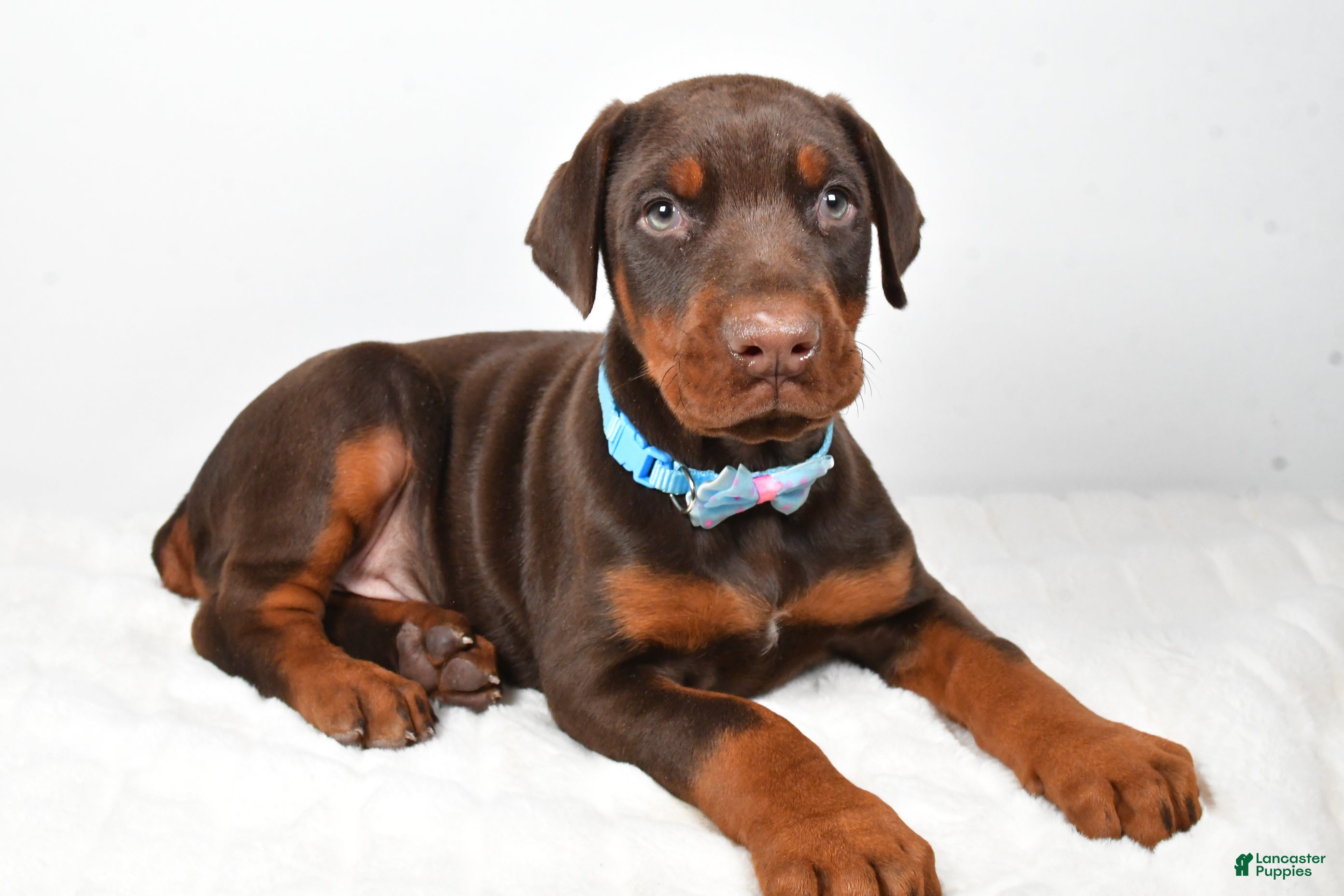 Doberman Pinscher dogs Wyatt - Ad 5