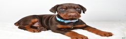 Doberman Pinscher dogs for sale: Wyatt - Ad 1
