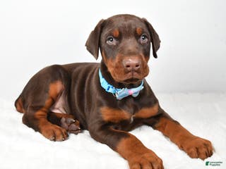Doberman Pinscher dogs Wyatt - Ad 7