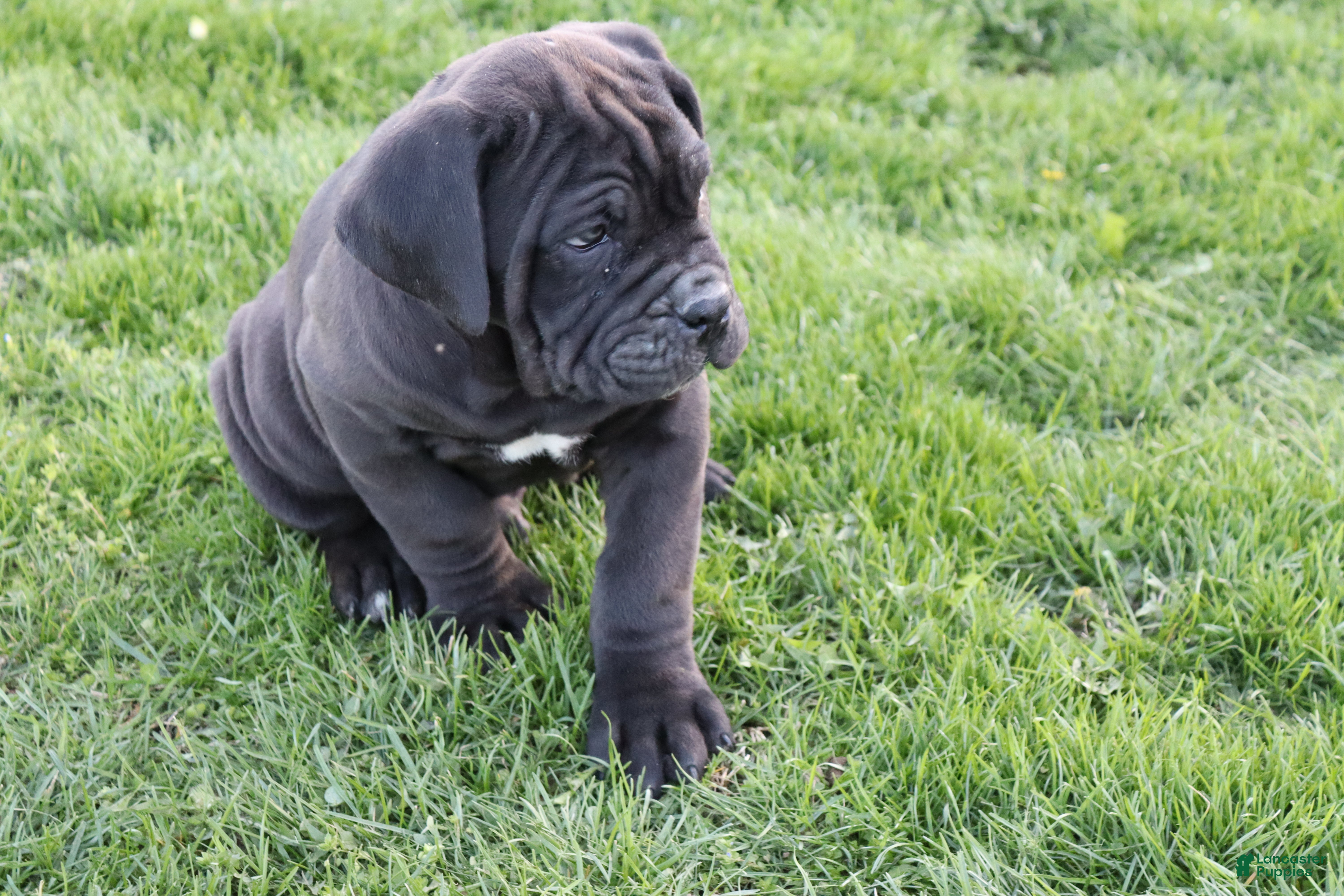 Cane Corso dogs Blanchard - Ad 2