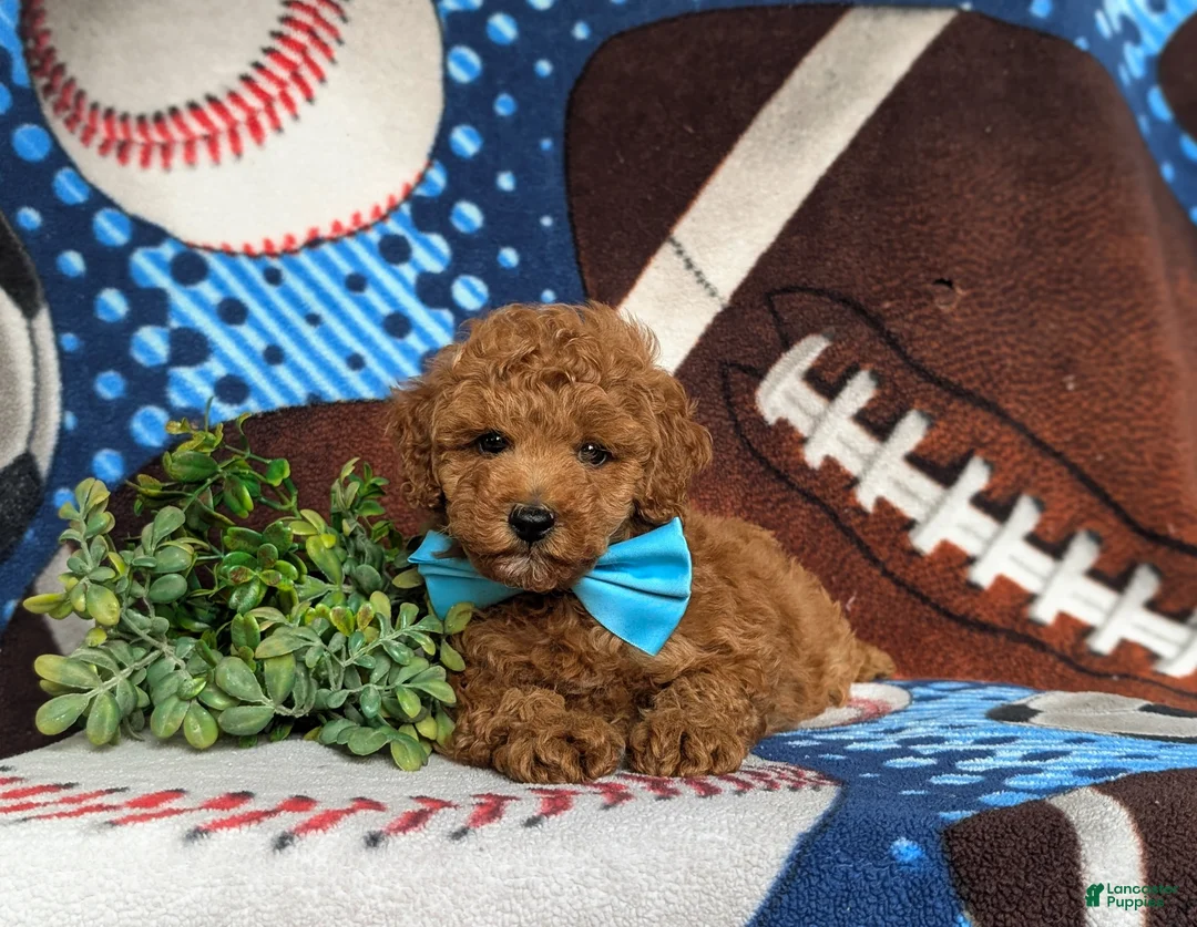 Miniature Poodle dogs for sale: Sammy 10 lbs Full Grown - Ad 5