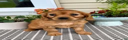 Miniature Golden Retriever dogs for sale: Muffin  - Ad 4