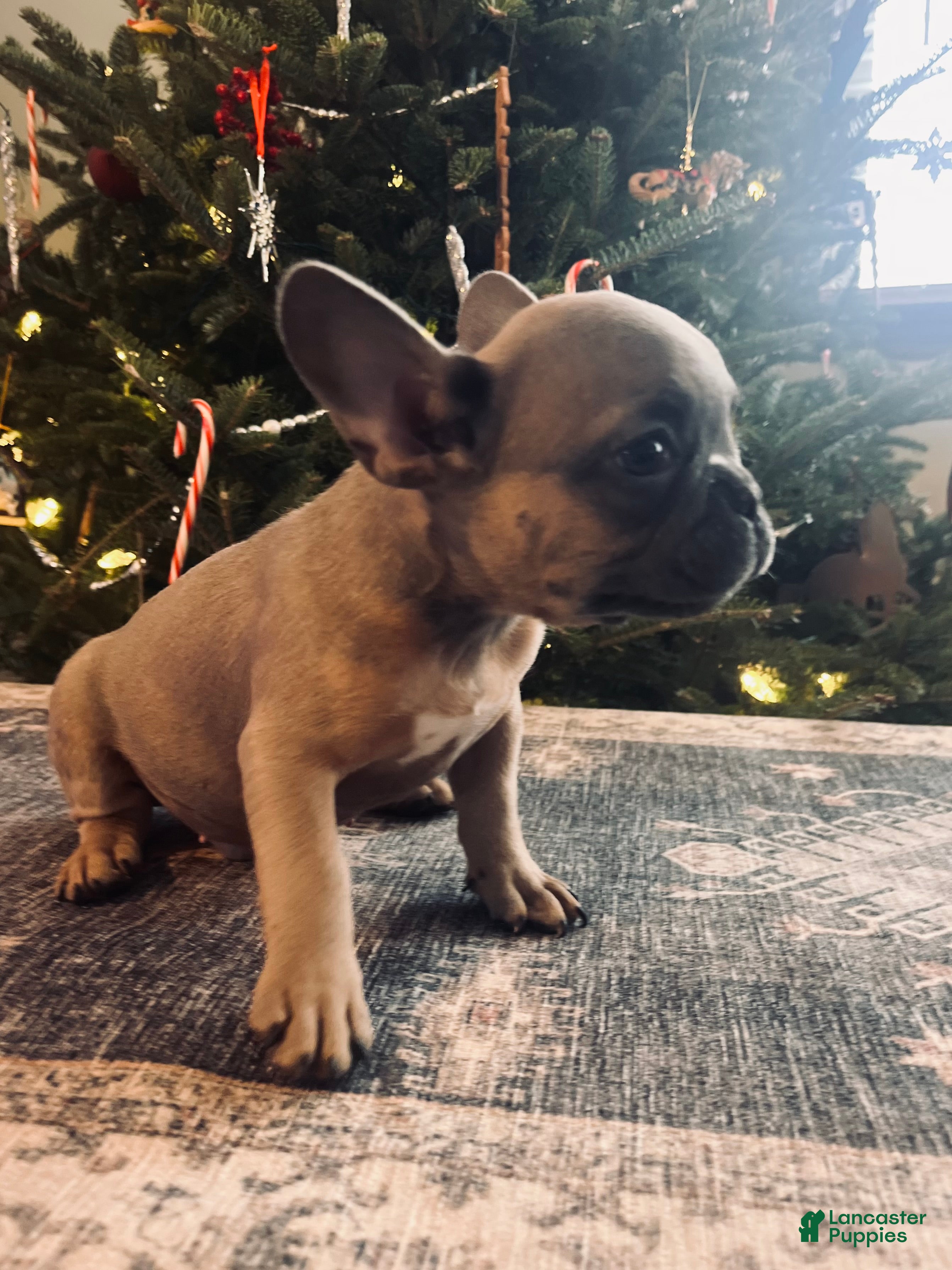 French Bulldog dogs Mouse - Ad 23