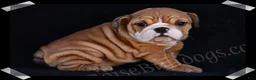 English Bulldog dogs for sale: Brown Sugar - Ad 7
