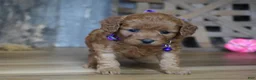 Cavapoo dogs for sale: Leah - Ad 4