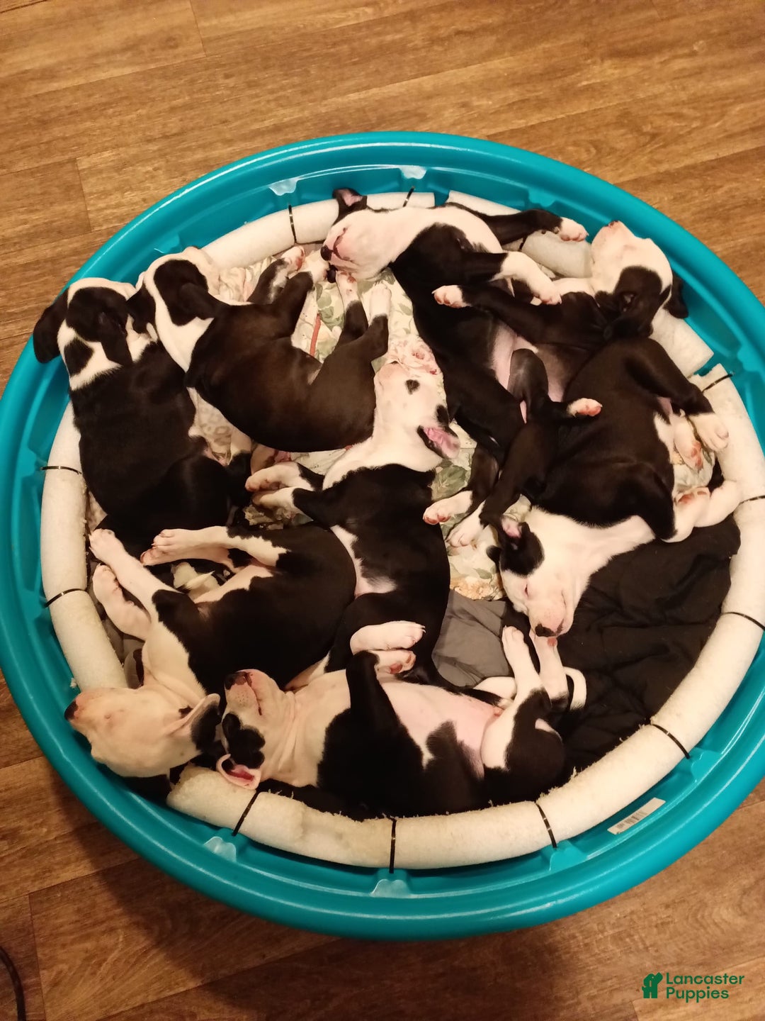 Gallery Image {{count}}