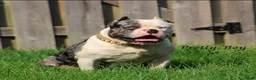 American Bully dogs for stud: Merle bully  - Ad 1