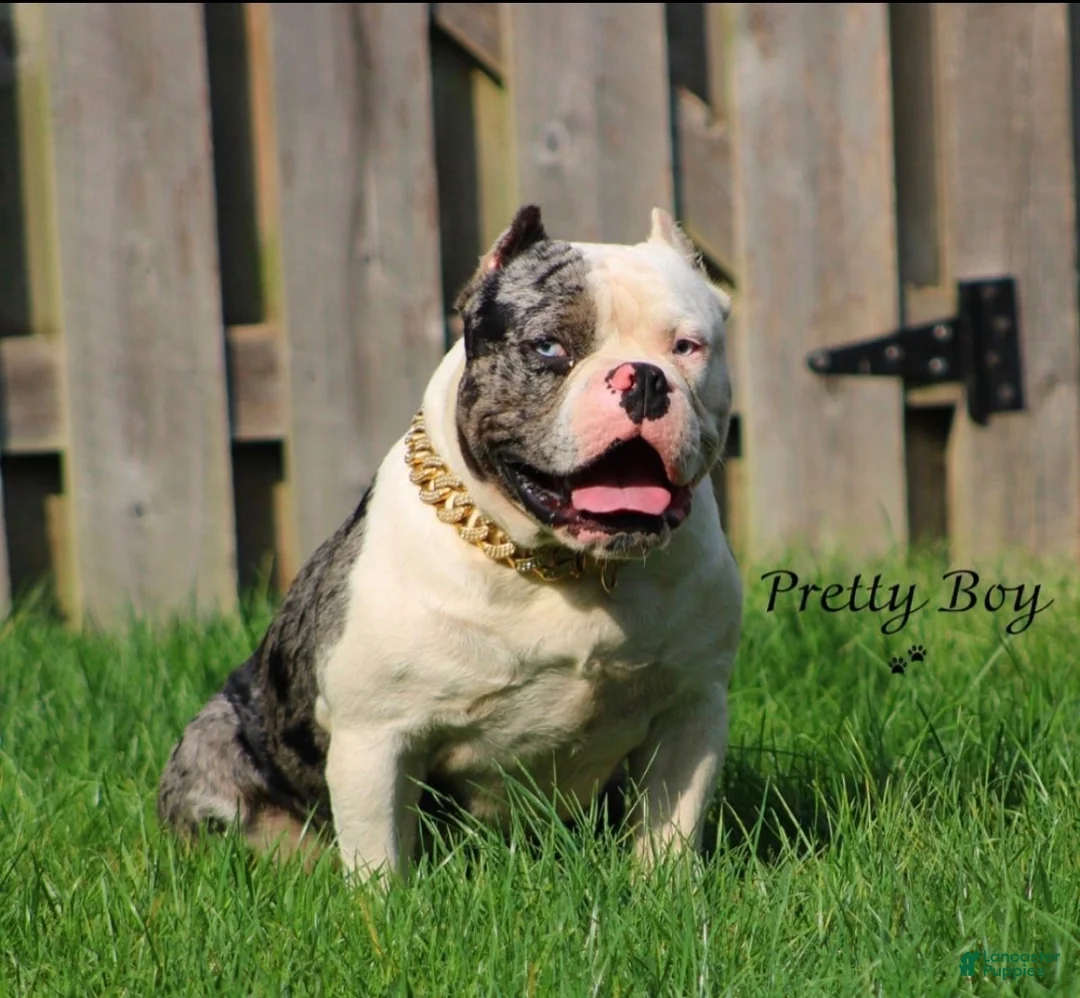 American Bully dogs for stud: Merle bully  - Ad 1