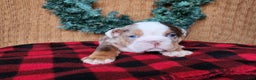 English Bulldog dogs for sale: Forrest - Ad 7