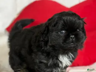 Pekingese dogs ACA Dobby BLACK and tan - Ad 1