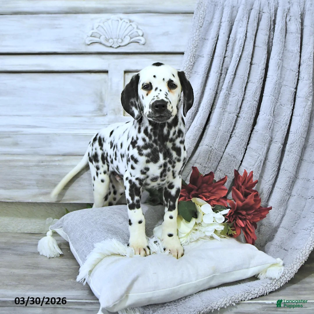 Dalmatian dogs for sale: Bruno - Ad 1