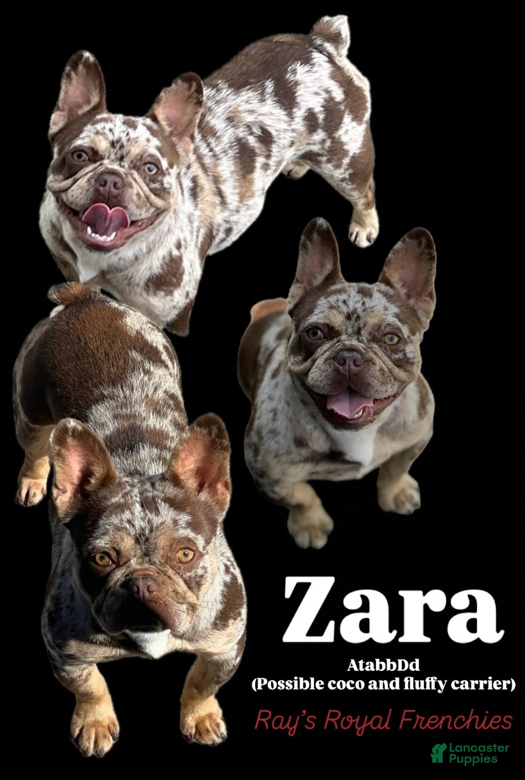 French Bulldog dogs for sale: Boo - Ad 5