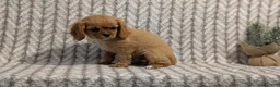 Cavalier King Charles Spaniel dogs for sale: Sienna - Ad 5
