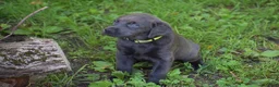 Labrador Retriever dogs for sale: Star - Ad 9