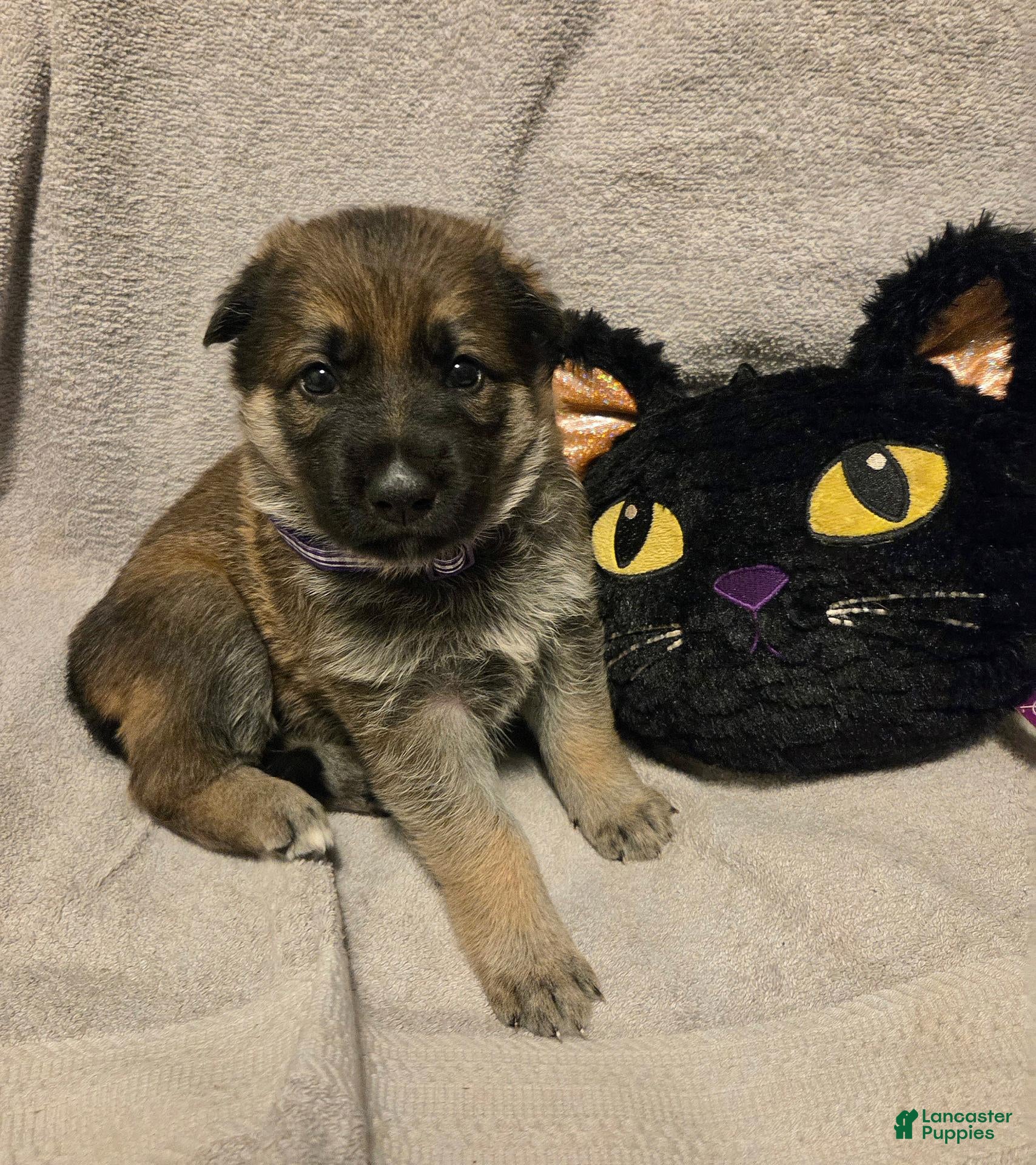 German Shepherd dogs Jolly - Ad 1
