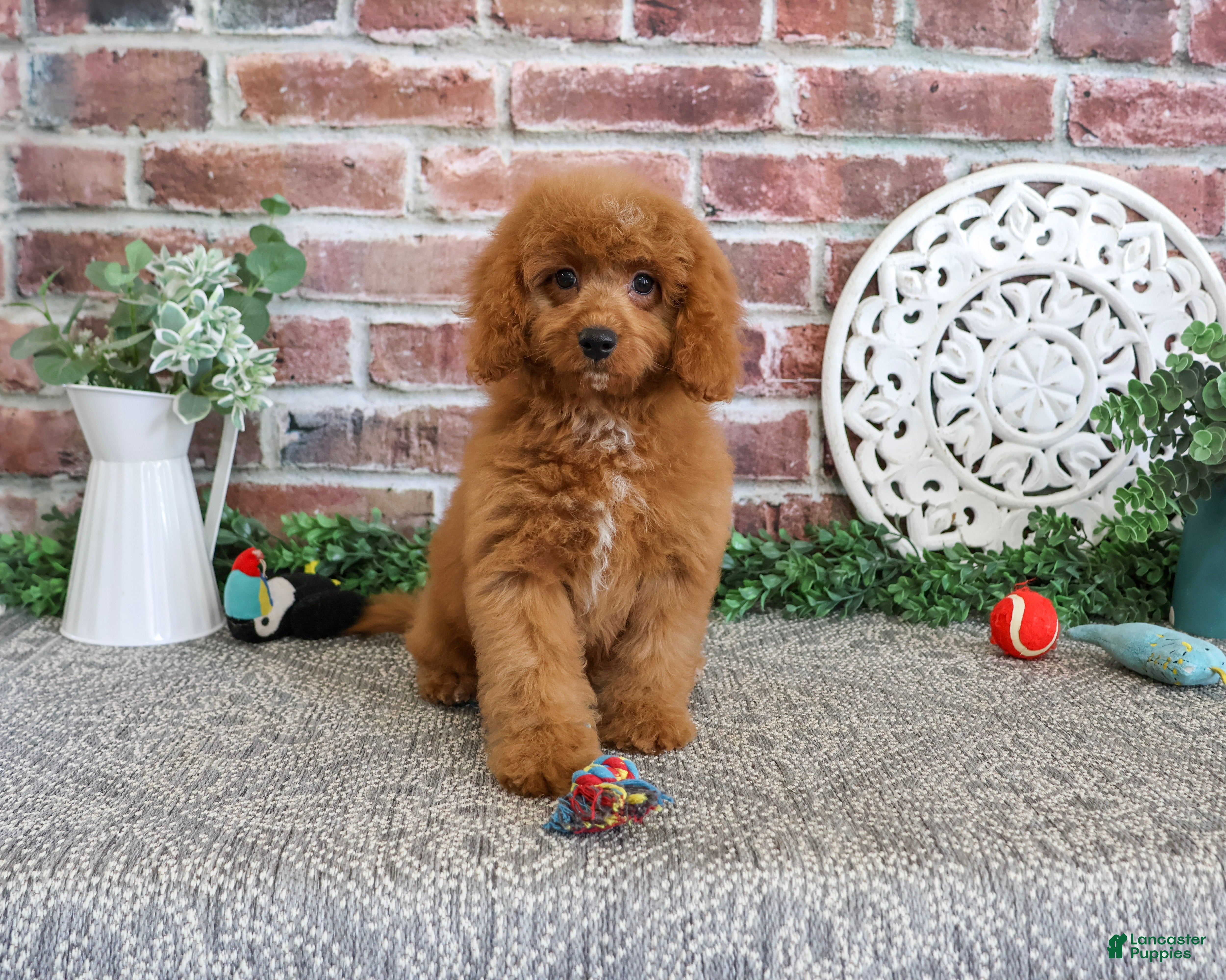 Cavapoo dogs Donut - Ad 5
