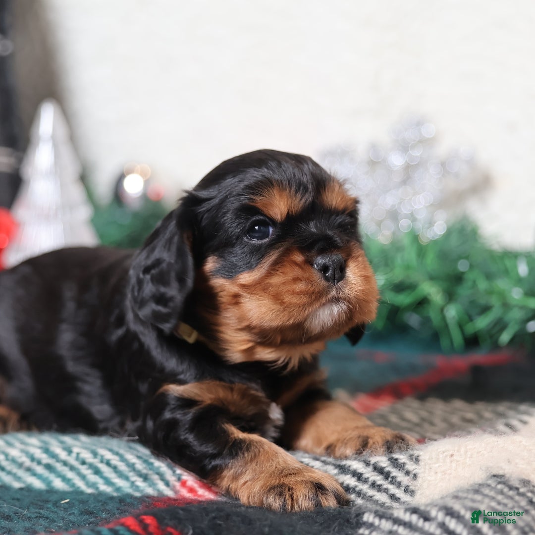 Cavalier King Charles Spaniel dogs for sale: Tanner | Genetically Screened  - Ad 7
