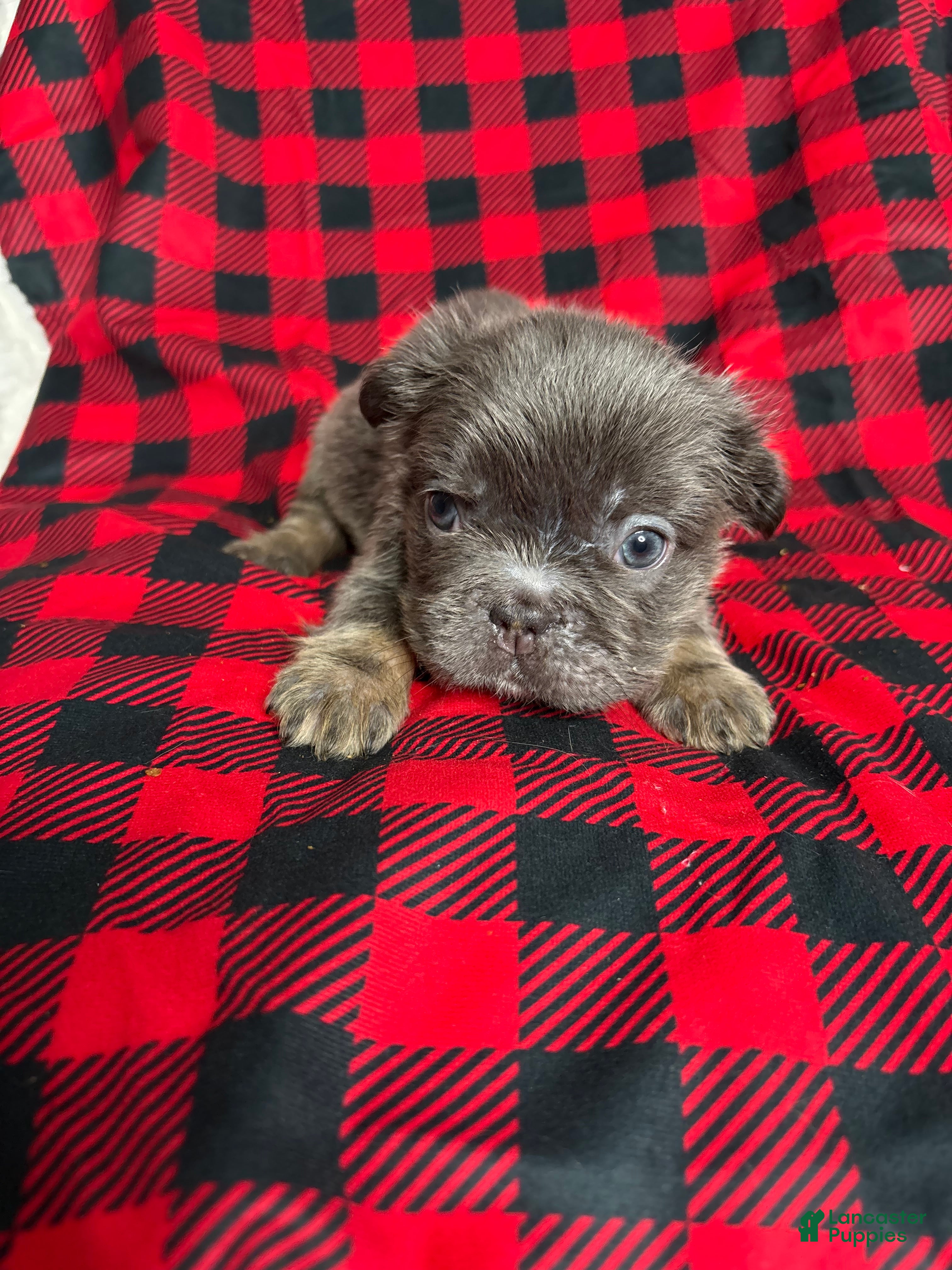 French Bulldog dogs Pearl - Ad 37