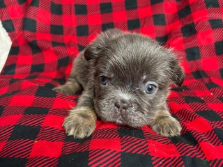 French Bulldog dogs Pearl - Ad 37