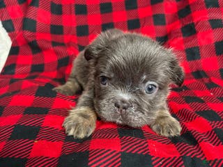 French Bulldog dogs Pearl - Ad 18