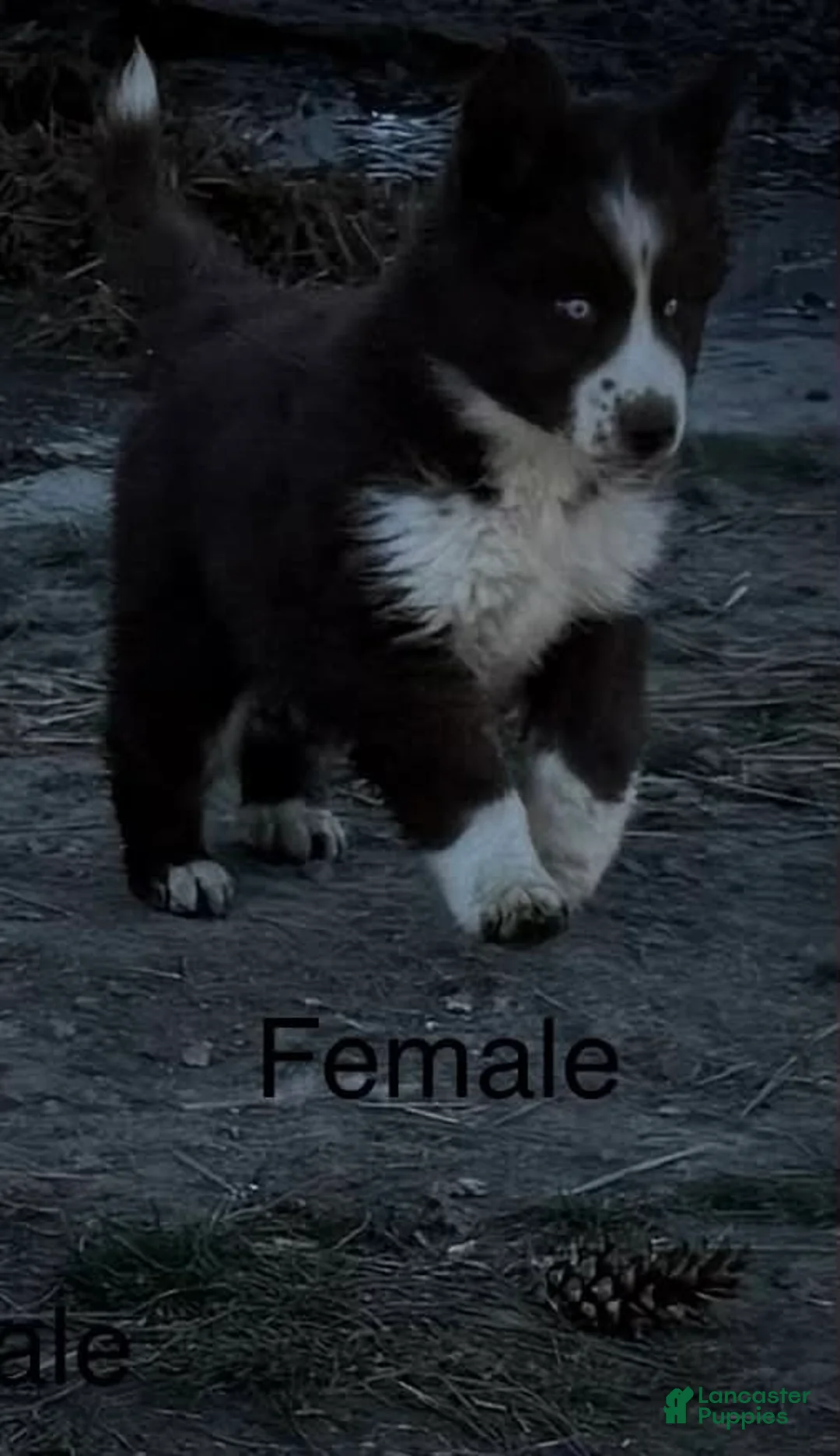 Siberian Husky dogs for sale: Hershey  - Ad 2