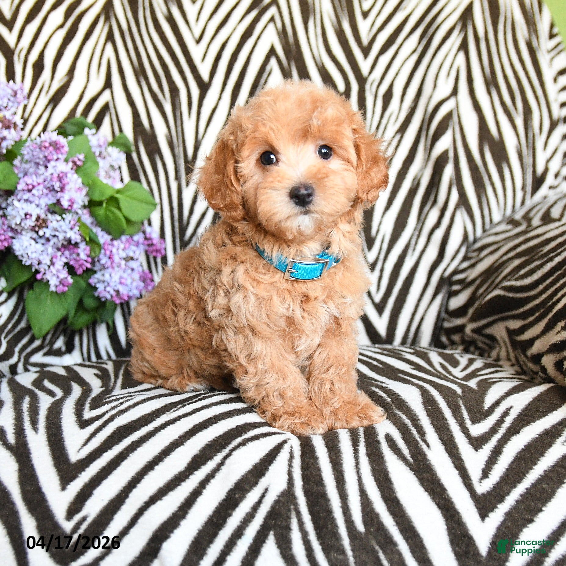 Maltipoo dogs Luigi - Ad 1