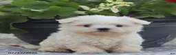 Maltese dogs for sale: Ann - Ad 7