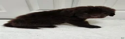 Newfoundland dogs for sale: AKC Brooke - Ad 9