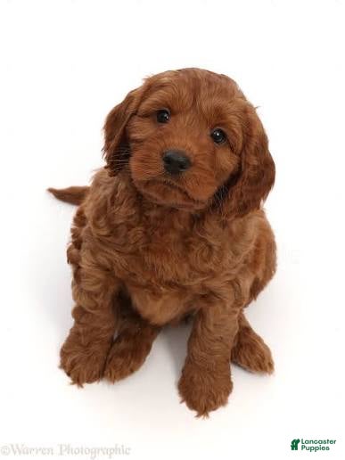 Cockapoo dogs Cockapoo Puppy 2 - Ad 7