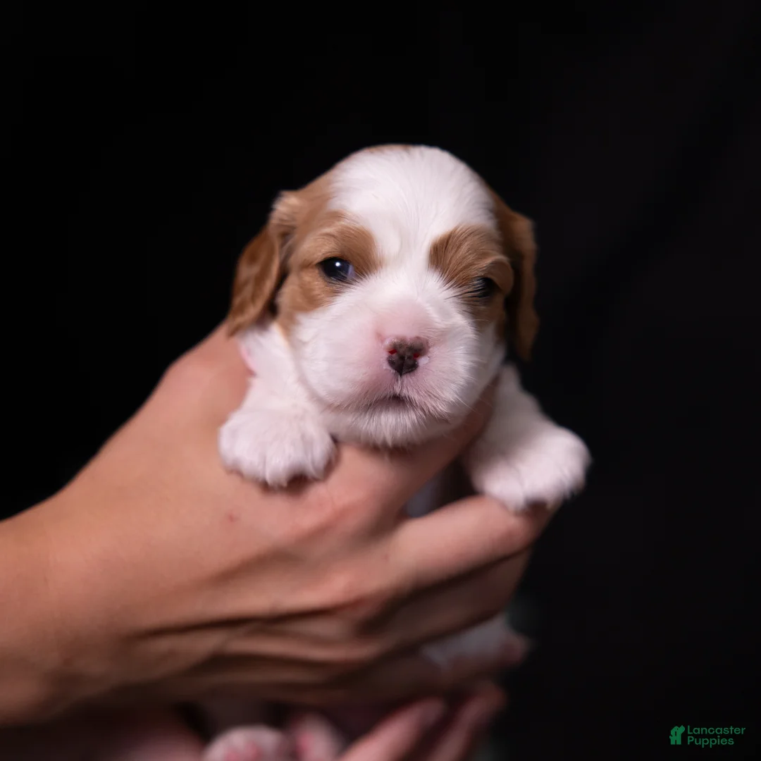Cavalier King Charles Spaniel dogs for sale: Jubilee - Ad 1