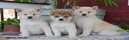Shiba Inu dogs for sale: Tammy - Ad 3