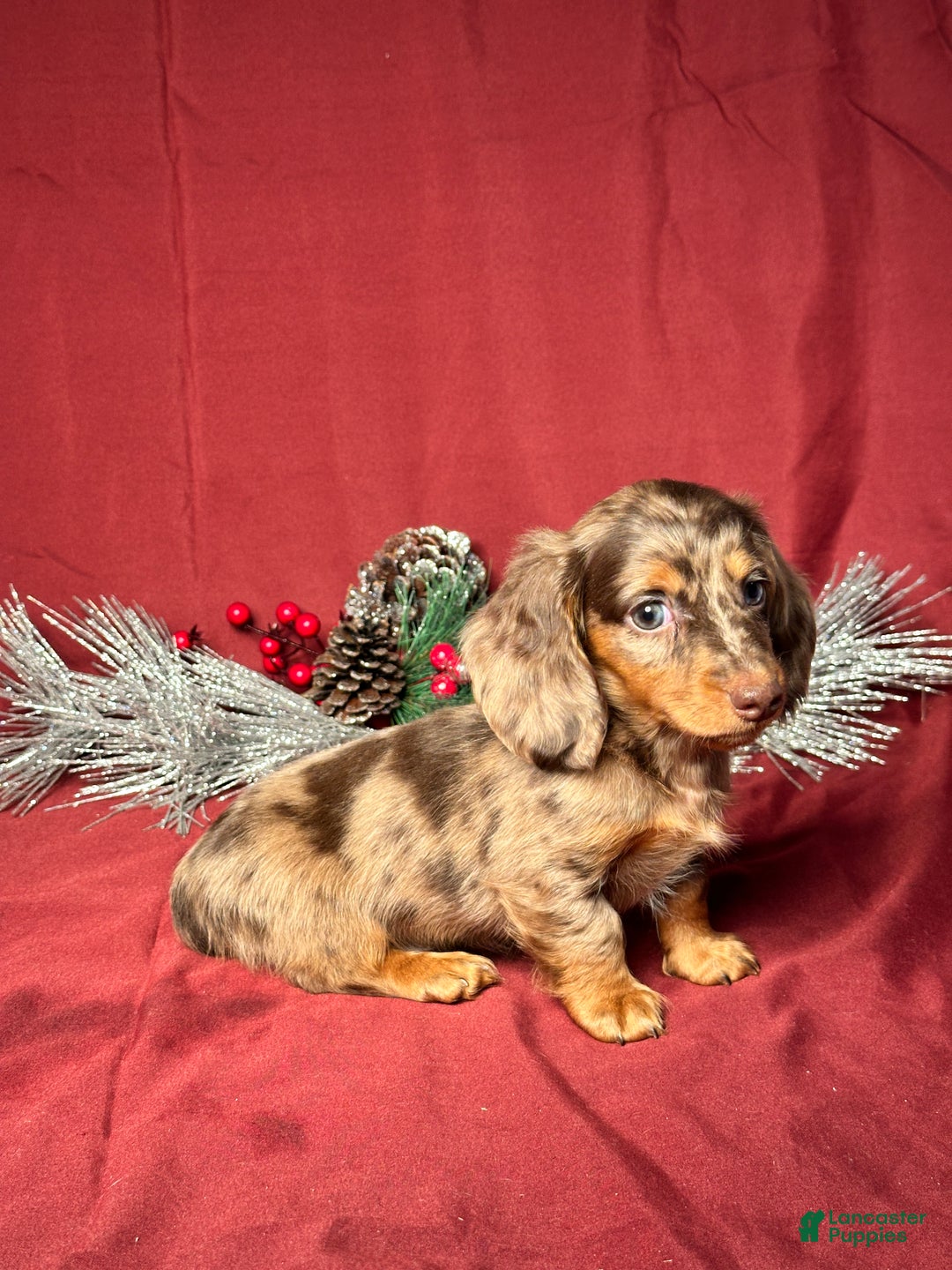 Miniature Dachshund dogs for sale: Hunter - Ad 2