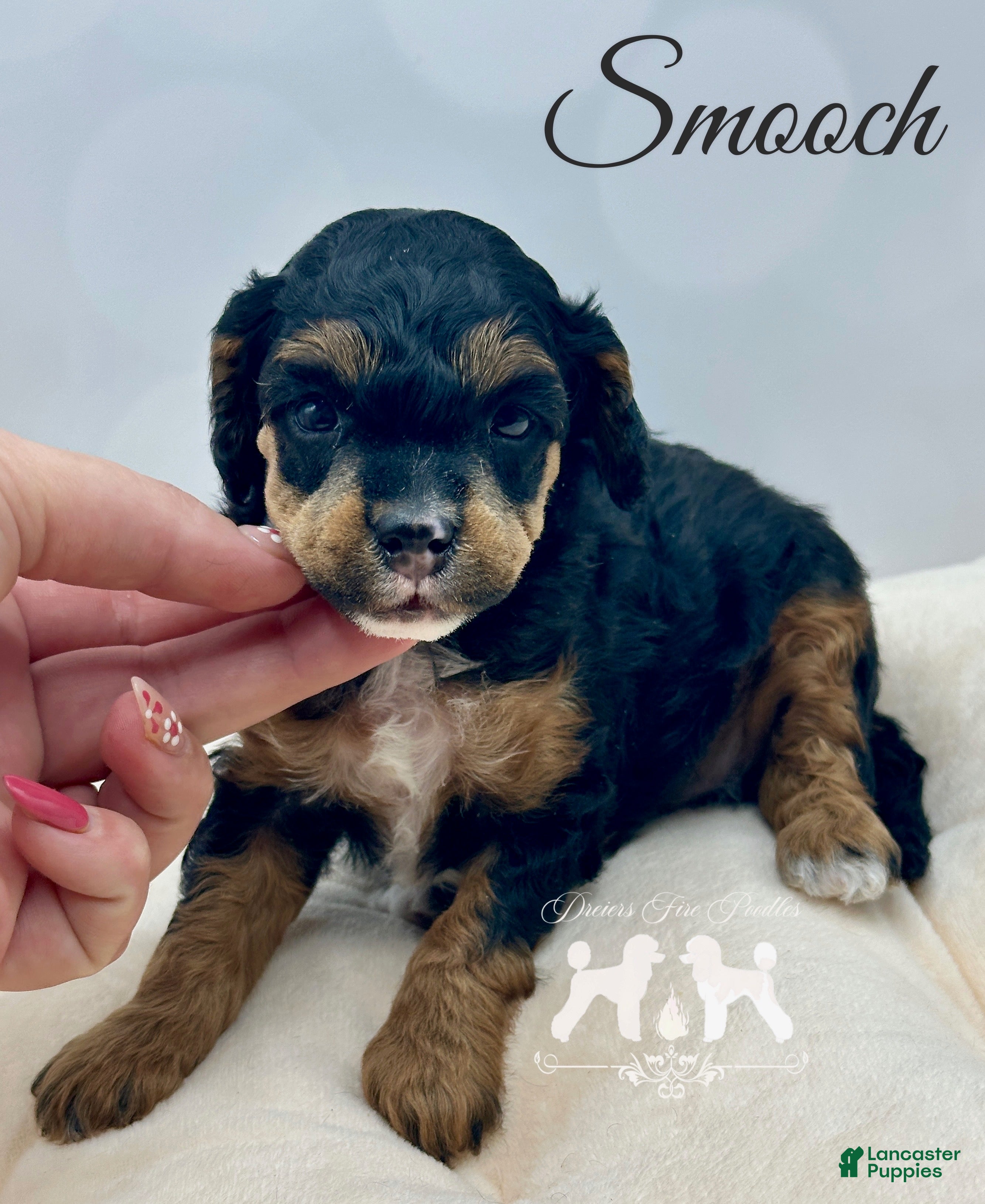 Miniature Poodle dogs Miniature Poodle Puppy 1 - Ad 2