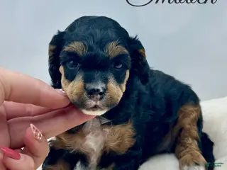 Miniature Poodle dogs Miniature Poodle Puppy 1 - Ad 2