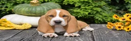 Basset Hound dogs for sale: Leanne - Ad 4