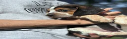 Beagle dogs for sale: Jax jr - Ad 9