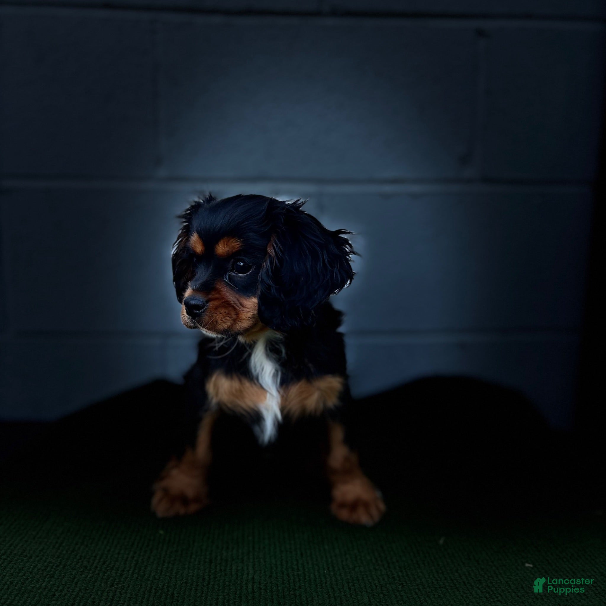 Cavalier King Charles Spaniel dogs Starbucks  - Ad 2