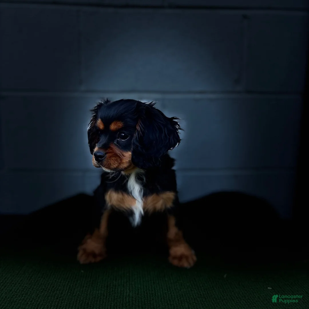 Cavalier King Charles Spaniel dogs for sale: Starbucks  - Ad 2