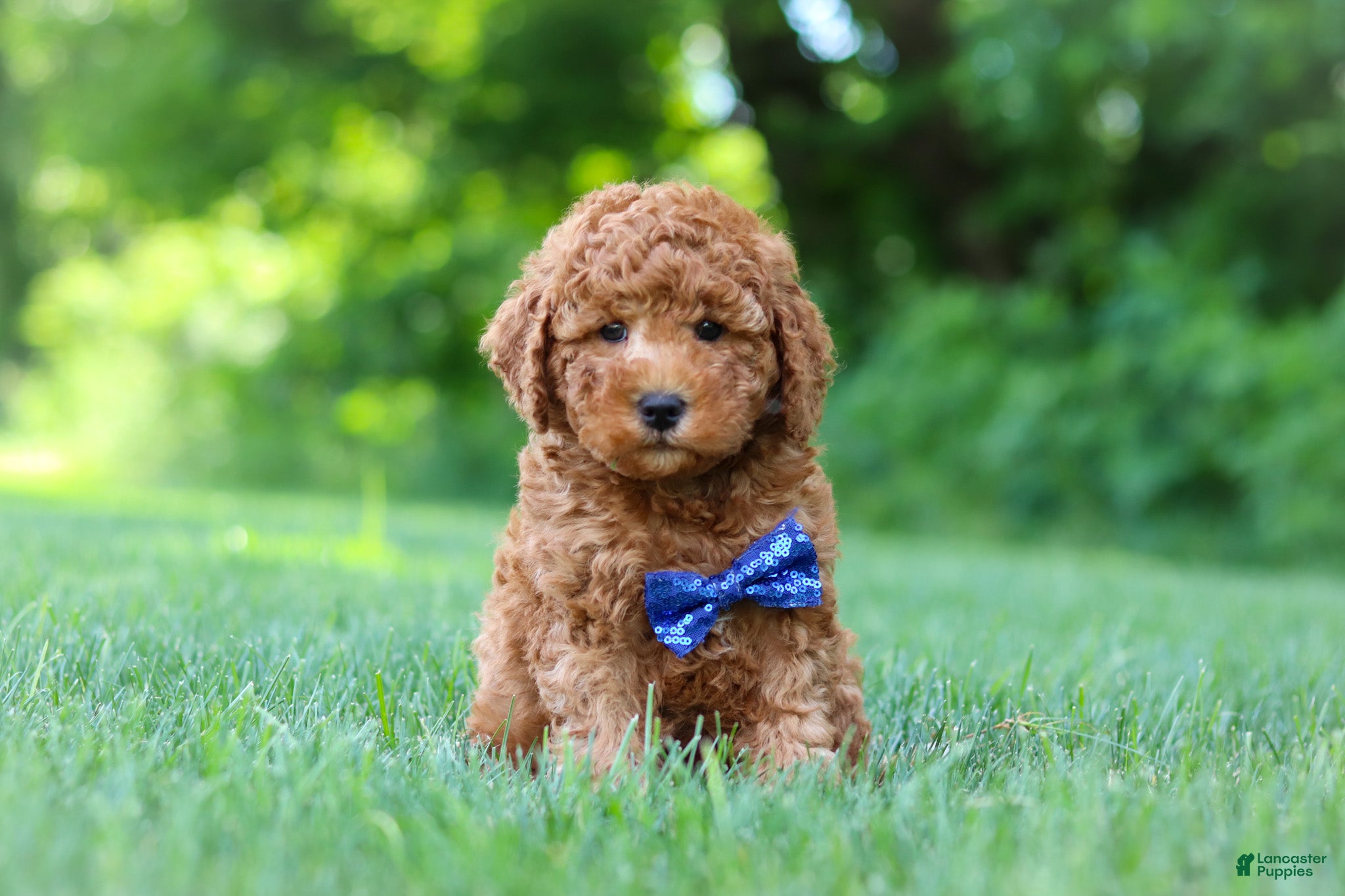Mini Goldendoodle dogs Christiano - Ad 2