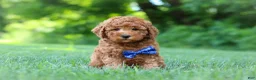 Mini Goldendoodle dogs for sale: Christiano - Ad 2