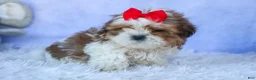 Shih Tzu dogs for sale: SAMMY - Ad 7