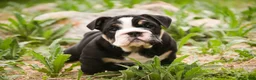 English Bulldog dogs for sale: Amelia - Ad 5