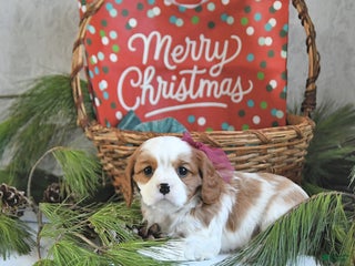 Cavalier King Charles Spaniel dogs Holly - Ad 18