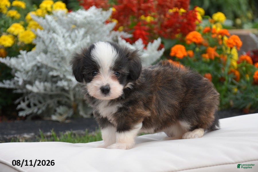 Corgipoo dogs Sophie - Ad 2