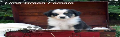 Lime Green Female