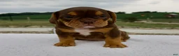 Beabull dogs for sale: Nora - Ad 4