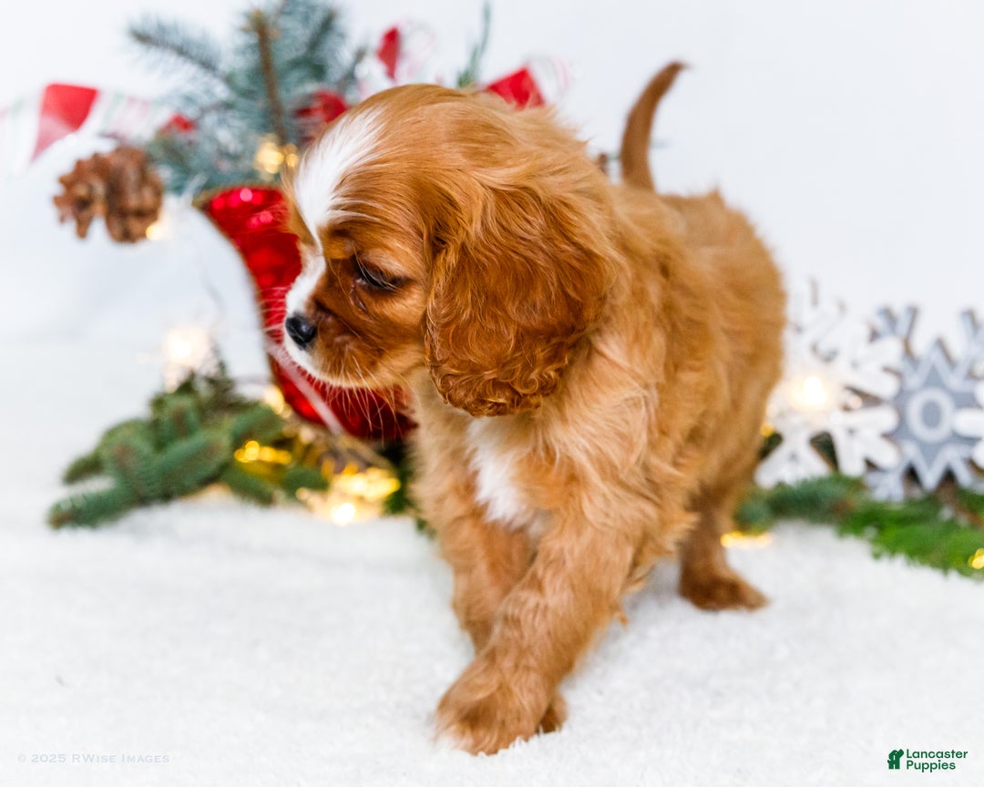 Cavalier King Charles Spaniel dogs for sale: Snowflake - Ad 6