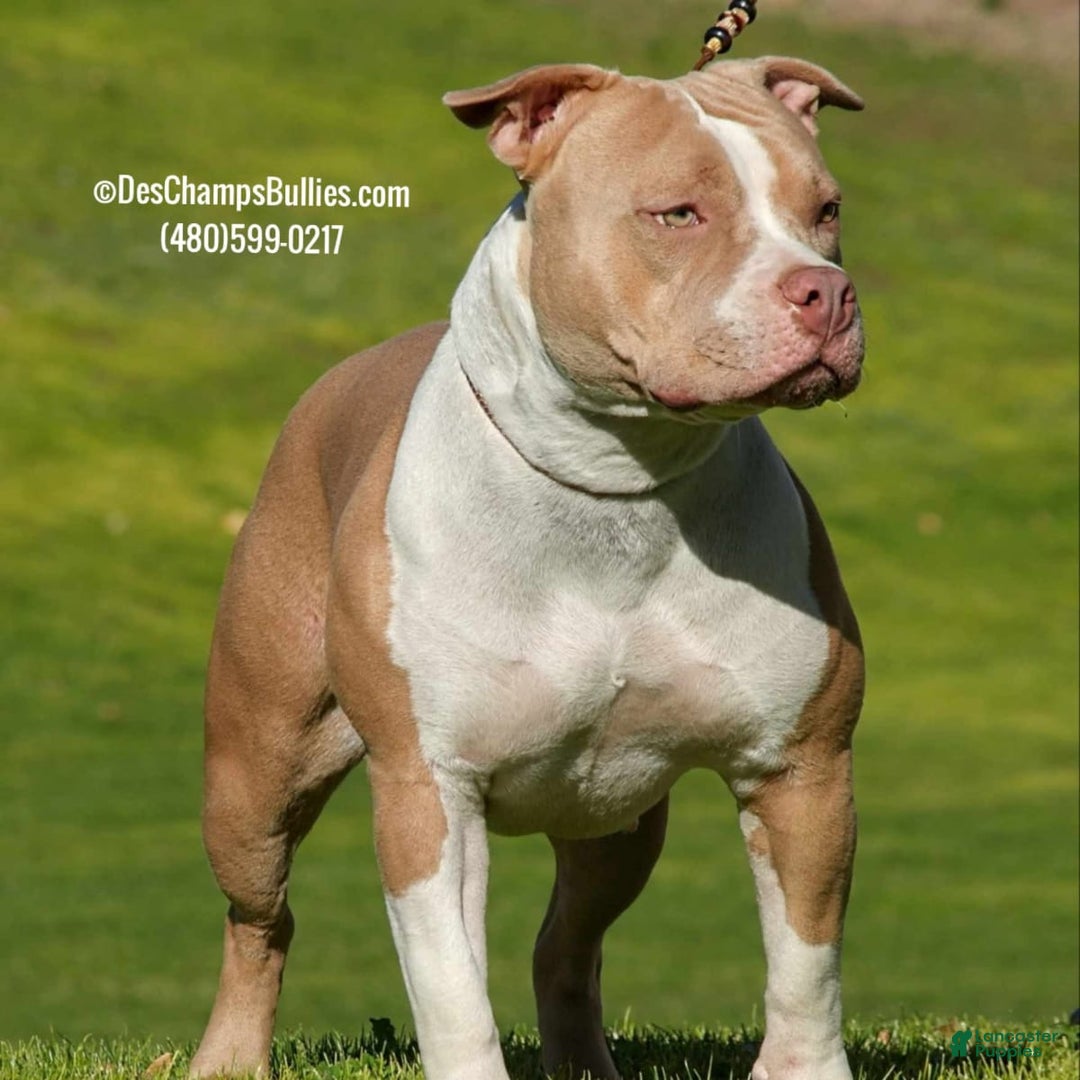 Gallery Image {{count}}