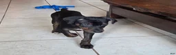 Mixed Breed dogs for sale: Ms. Pinky - Ad 4
